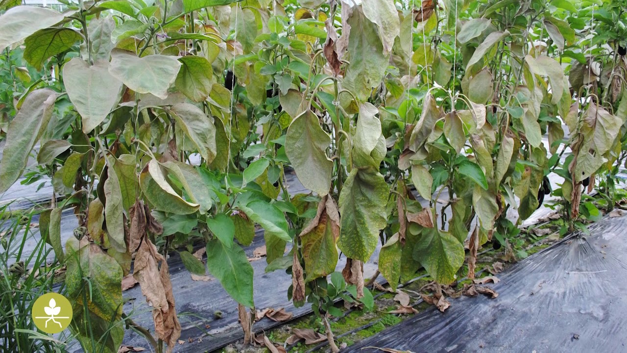 Best4Soil: Les maladies du sol – Informations pratiques