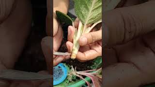 cara potong pucuk tanpa akar aglaonema aglonema kebun semiaglao