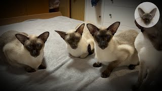 Relaxation video with my cute cats 💖😊💖 oriental cats | cat family | relax 💖 by Clan of Lumier 210 views 1 month ago 6 minutes, 44 seconds