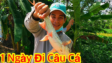 Câu Cá Tra Sông Mùa Nước Nổi Miền Tây | 1 Ngày Trúng Mánh Của Mấy Cậu Cháu | floating season fishing