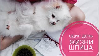 ❤Один день из жизни Шпица Фенечки❤ ❤Один день из жизни Шпица Фенечки❤