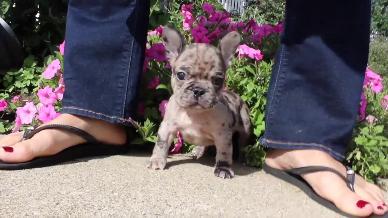 akc merle french bulldog