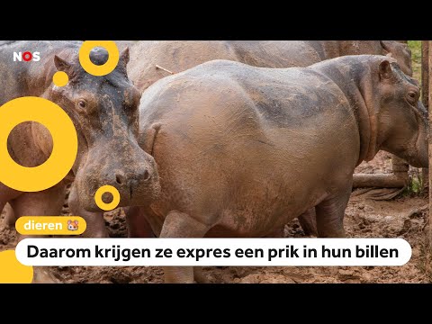 Video: Nijlpaard Terug Voorgerecht