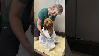 Meet Molly, the most adorable bundle of energy! 🐾