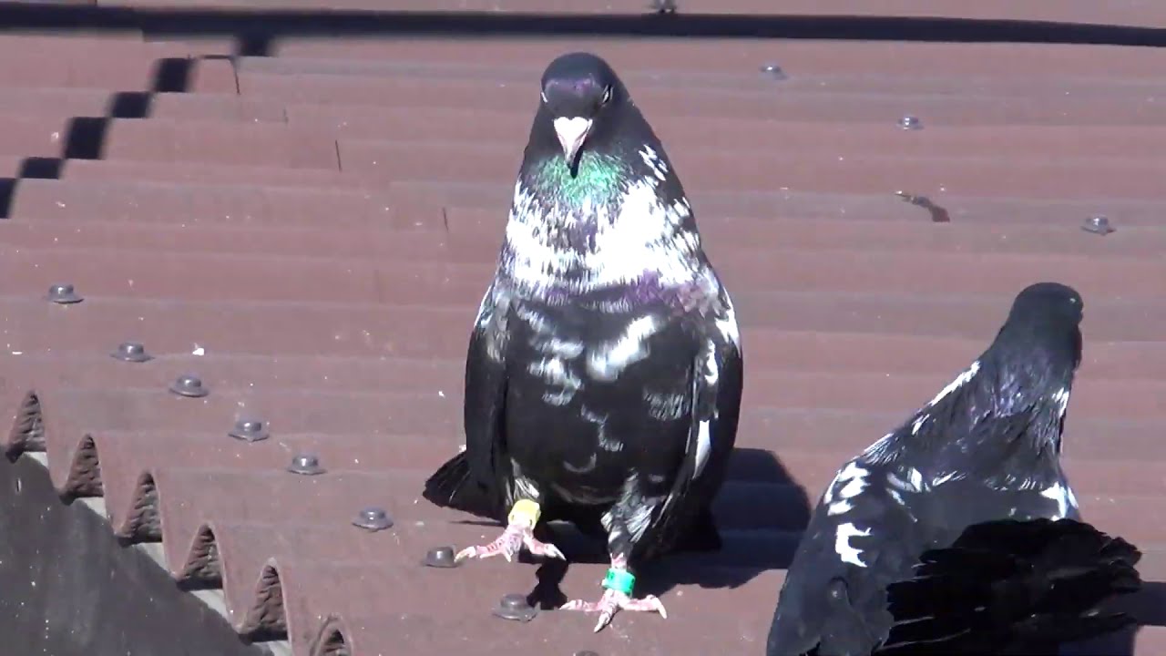 стая голубей. голуби п. голуби саратова высоколетные. голуби п. голубь городские птицы.