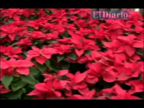 La flor de la Noche Buena, una tradición navideña - YouTube