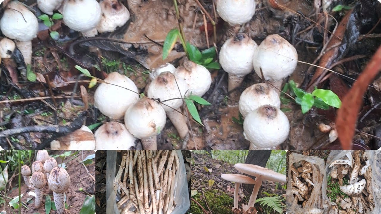 Harvesting of Termite mushroom  ( most delicious mushroom 🍄 😋) in the jungle