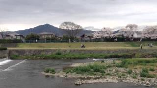 20150404PM15:06京都鴨川櫻花滿開