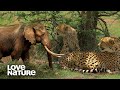 Cheetahs and elephants make desperate plays for survival  love nature