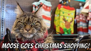 Maine Coon Moose Goes Christmas Shopping at Petco!
