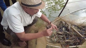 Hội nghị đầu bờ mô hình nuôi tôm càng xanh