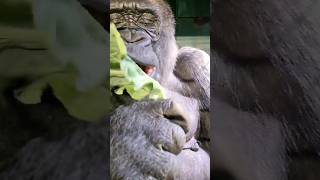 This Lovely Lady Is Enjoying Some Crunchy Cabbage! #Gorilla #Asmr #Mukbang #Eating