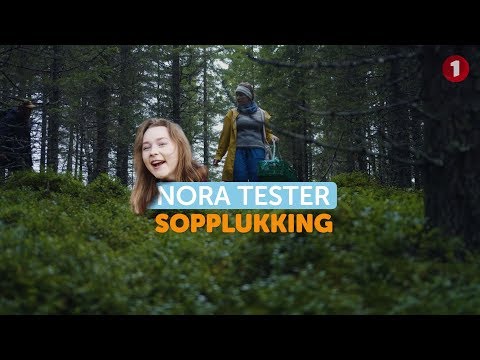 Video: Plukke sopphøsten din - Lær når du skal høste sopp