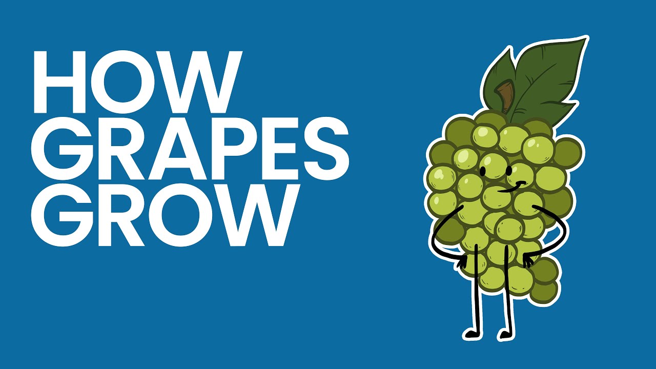 How are Grapes Grown in California? YouTube