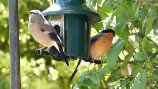 Pair of Bullfinches