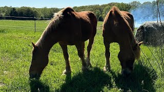 RESCUE BELGIANS- James and John get their spa day!