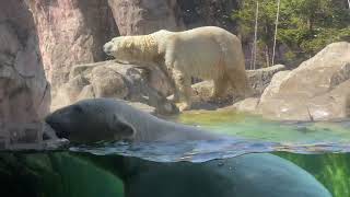 八木山動物公園   ホッキョクグマ   カイ   ポーラ