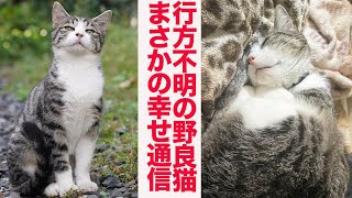 野良猫一族の末裔猫、行方不明の後の幸せ通信 The exstray cat 'Hosojiro' story