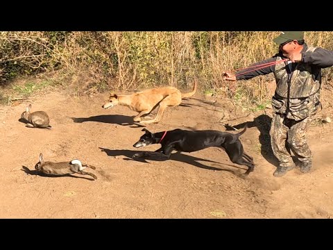 Caceria De Conejos con Galgos Beagles y Resortera