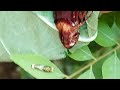 Earth discoveries is live- cockroach 🪳 and caterpillar 🐛