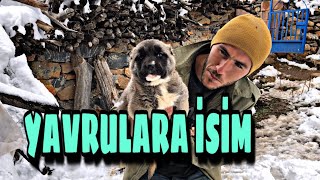 YAVRULARA İSİM KOYALIMMI?(YAVRULARIM KANGALMI?)