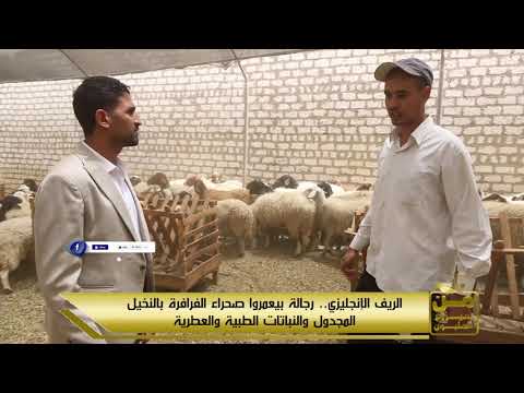 300 رأس غنم برقي أسطورة في قلب صحراء الفرافرة
