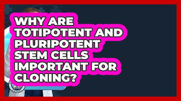 Why Are Totipotent And Pluripotent Stem Cells Important For Cloning? - Everyday Bioethics Expert
