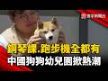 鋼琴課、跑步機訓練排滿課表！中國「狗狗幼兒園」夯翻｜#寰宇新聞 @globalnewstw