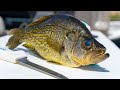 How To Fillet Crappie! BEST Way!