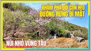 Vũng Tàu Khám phá ĐỒI CON HEO và CON ĐƯỜNG RỪNG BÍ MẬT LÊN TƯỢNG CHÚA | Núi Nhỏ Bãi Sau Vũng Tàu