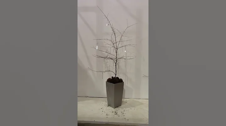 Ambius holiday tree