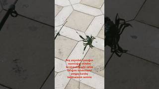 Bir Daha Karşılaşmayalım Yengeç Kardeş