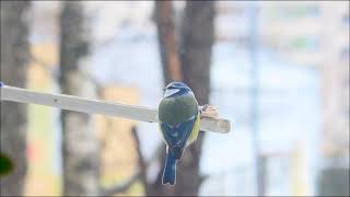 ЛАЗОРЕВКИ (Cyanistes caeruleus) и СИНИЦЫ