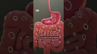 Explaining The Human Body The R The Multi Talent Among Organs