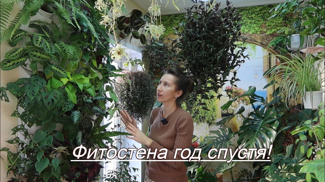 Фитостена год спустя: мой опыт, уход, растения!