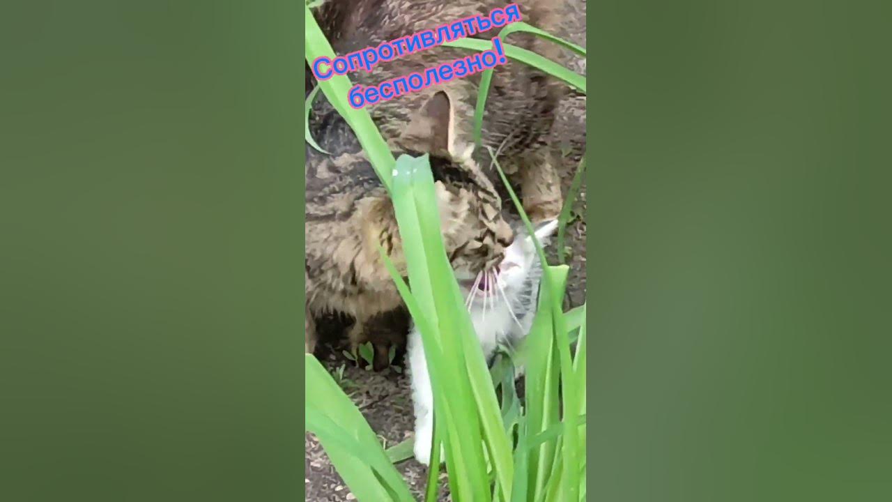 Сопротивляться бесполезно! - YouTube
