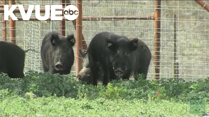 Lee County dealing with feral hog problem