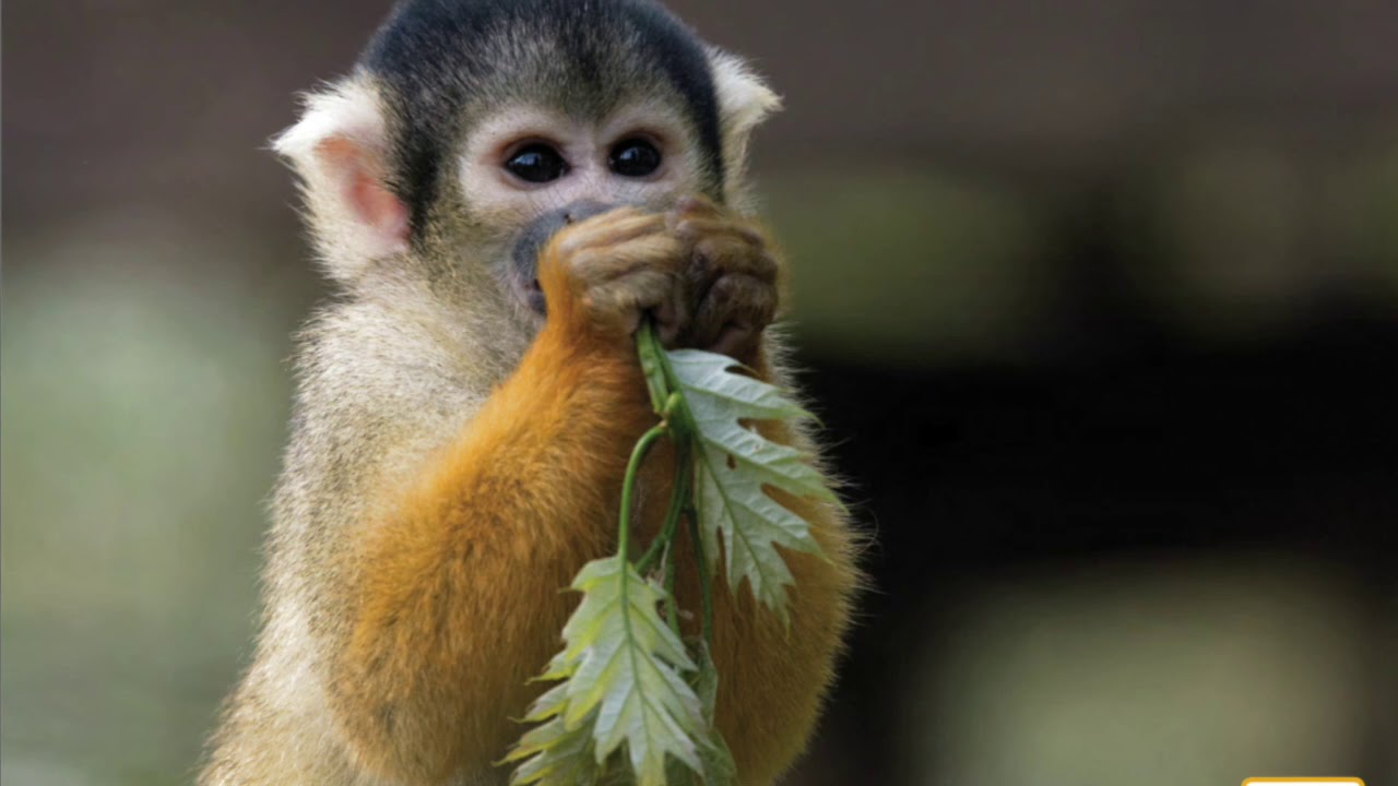 Knowledge 8; Lesson 6 The Tropical Rainforest - YouTube