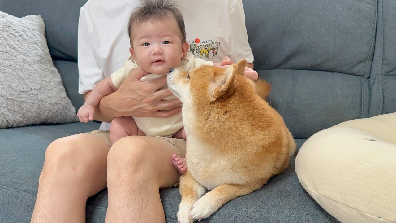 赤ちゃんのご機嫌とりに協力してくれる豆柴が優しすぎました - YouTube