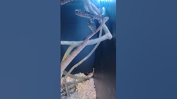 Amazon Tree boa handling tips and tricks