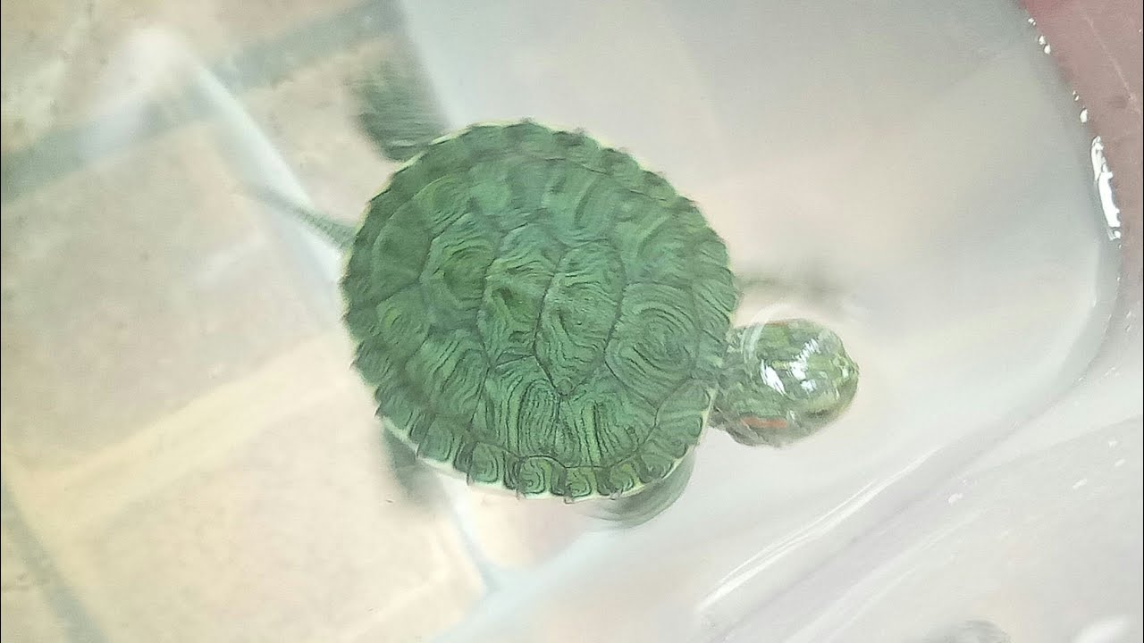 Merawat Anak kura kura Brazil 