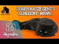 🔥 Deiner Katze geht's SCHLECHT?! | 16 Anzeichen | Dr.SAM Online Tierarzt | Erfahrungen | Katze kr