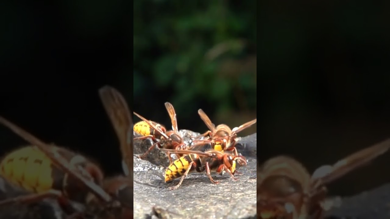 Hornissen vertreiben mittlere Wespen