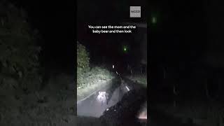 Dashcam Catches Mama Bear Body Slamming Car After It Nearly Hits Cub