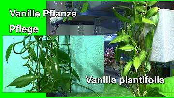 Wie pflege ich eine Vanille Pflanze?