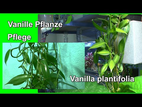 Video: Vanille-Orchidee: Beschreibung, Pflanzung und Pflege zu Hause