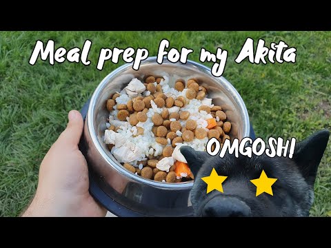 American Akita - full day of eating. How to prepare food for an Akita puppy