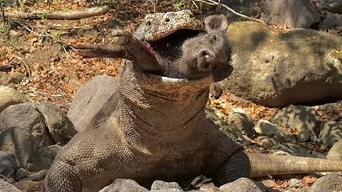 OMG🔥Woowww😱 Komodo vs. Wild Boar Fight‼️😱🥶