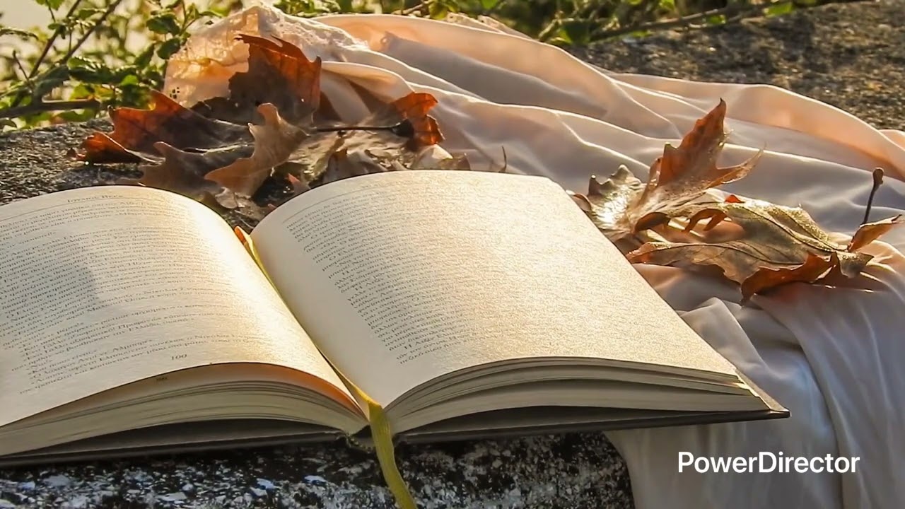 Unspoken Feelings | Channelled Messages from Your Person