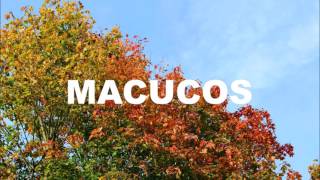 Video thumbnail of "Macucos - Haverá"